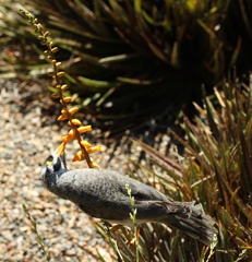 Noisy miner